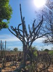 Caatinga