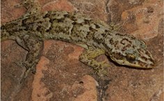 phyllopezus diamantino