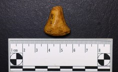 Extremidade distal do radio direito de indivíduo não adulto apresentando marcas de corte