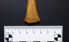 Extremidade distal de úmero direito de indivíduo não adulto (aproximadamente 1 ano) apresentando marcas de corte (marcação em amarelo)