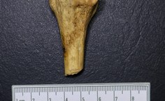 Extremidade proximal da fíbula direita de indivíduo adulto com marcas de corte (marcação em amarelo).