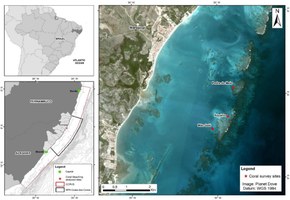 Pesquisa constata alta mortalidade de corais devido ao aquecimento global