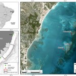 Pesquisa constata alta mortalidade de corais devido ao aquecimento global