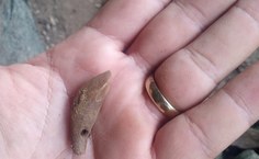 Dente de felino com perfuração, possível pingente