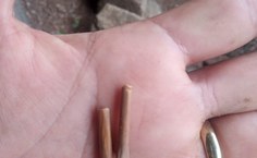 Ossos de ave com perfuração, possível conta de colar