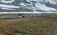Ossada de baleia de Jacques Cousteau nas proximidades da EACF