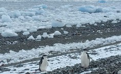 Pinguin Pygoscelis antarctica na Ilha Rei George