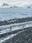 Pinguin Pygoscelis antarctica na Ilha Rei George