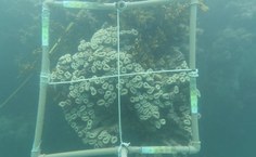 Projeto Apa Costa dos Corais