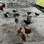 Ufal destaca o cuidado com os animais dos bairros em afundamento