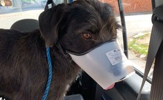 Desde quarta (29), mais de 60 animais foram realocados.