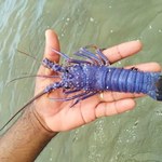 Pesquisador da Ufal dá detalhes sobre espécime de lagosta azul capturado