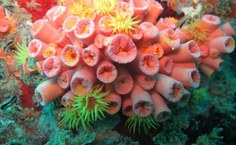 Coral-sol / foto Cláudio Sampaio