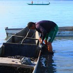 Pesquisadores da Ufal estudam espécie exótica de sururu na laguna Mundaú