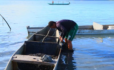 Predominância do sururu branco preocupa instituições, pescadores e marisqueiras. Foto: Edilson Omena