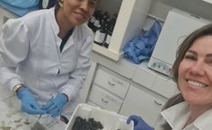 Separação das duas espécies de sururus encontradas atualmente no complexo lagunar