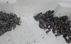 Do  material coletado, percebe-se uma volta do sururu preto, mas vários novos sururus brancos