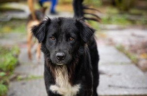 Voluntários que cuidam de animais na Ufal querem evitar abandonos