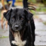 Voluntários que cuidam de animais na Ufal querem evitar abandonos