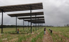 Pesquisador quer expandir estudo para o semiárido alagoano (Foto - Acervo pesquisador)