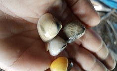 RedeMaris tem o objetivo de visibilizar o trabalho das marisqueiras