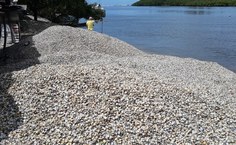 RedeMaris tem o objetivo de visibilizar o trabalho das marisqueiras