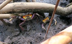 Projeto Carapaça visa fortalecer o ordenamento das pescarias de crustáceos ao longo da costa brasileira