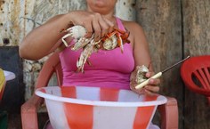 Projeto Carapaça visa fortalecer o ordenamento das pescarias de crustáceos ao longo da costa brasileira