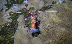 Projeto Carapaça visa fortalecer o ordenamento das pescarias de crustáceos ao longo da costa brasileira