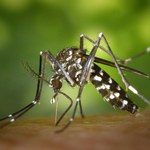 Nordeste apresenta menor incidência de dengue do país