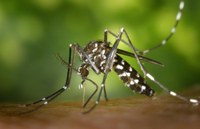 Nordeste apresenta menor incidência de dengue do país