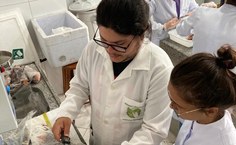 Pesquisadores analisam vários aspectos do peixe, que é nocivo à saúde humana