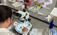 Pesquisadores analisam vários aspectos do peixe, que é nocivo à saúde humana