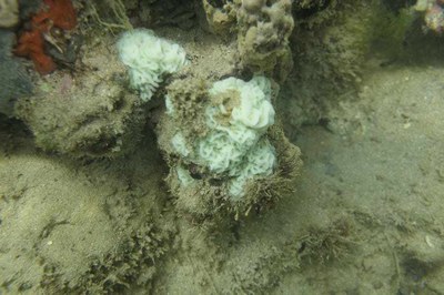 Fenômeno de branqueamento nos recifes acontece de norte a sul da APA Costa dos Corais | nothing