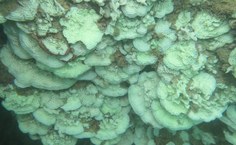 Elevação da temperatura da água foi acima da média em 2024 e provocou devastação no ecossistema marinho