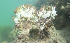 Elevação da temperatura da água foi acima da média em 2024 e provocou devastação no ecossistema marinho