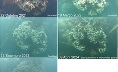 Elevação da temperatura da água foi acima da média em 2024 e provocou devastação no ecossistema marinho
