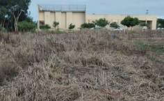 Área com braquiária dessecado para a semeadura do milho