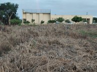 Área com braquiária dessecado para a semeadura do milho
