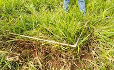 Massa dos braquiárias antes da dessecação