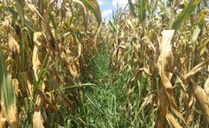 Destaque do capim braquiária ao centro após a maturação do milho