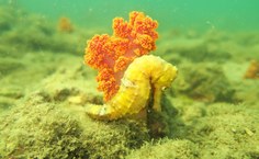 Coral invasor interfere no equilíbrio do ecossistema. (Foto: Cláudio Sampaio)