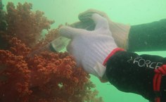 Injetando substâncias para erradicar a espécie invasora. (Foto: Cláudio Sampaio)