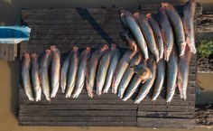 Ao realizarem a pesca sustentável do pirarucu, as comunidades asseguram a conservação dos ecossistemas vitais para a humanidade