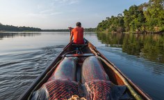 Ao realizarem a pesca sustentável do pirarucu, as comunidades asseguram a conservação dos ecossistemas vitais para a humanidade