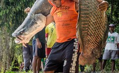 Ao realizarem a pesca sustentável do pirarucu, as comunidades asseguram a conservação dos ecossistemas vitais para a humanidade