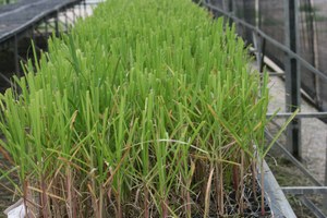 Ufal apresenta novas cultivares de cana-de-açúcar em evento nesta quarta (22)