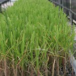 Ufal apresenta novas cultivares de cana-de-açúcar em evento nesta quarta (22)