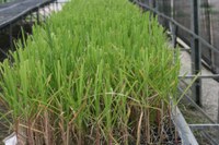 Ufal apresenta novas cultivares de cana-de-açúcar em evento nesta quarta (22)