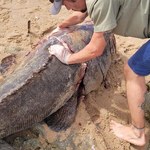 Ufal Penedo recebe parte de peixe Mero em tamanho raro para pesquisas